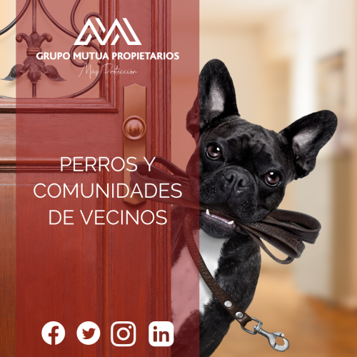 Perros en las comunidades de vecinos ¿Cuáles son las normas?