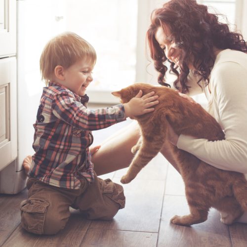 animales domésticos Seguro de Hogar
