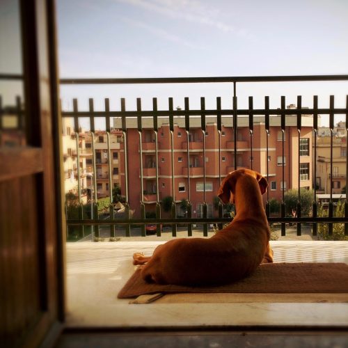 dog-sitting-balcony