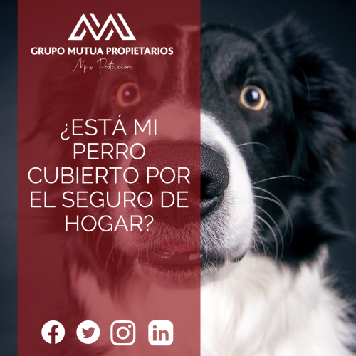 ¿Está mi perro cubierto por el seguro de hogar?